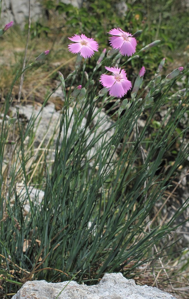 Dianthus sylvestris